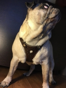 Free pattern Harness for dogs