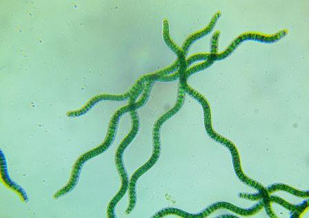 spirulina platensis