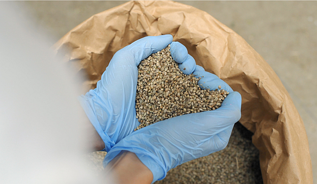 hands with gloves pour hemp seeds thumbs
