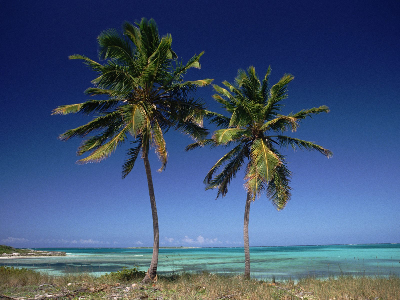 coconut palms bahamas