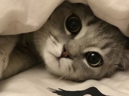 animals-260923