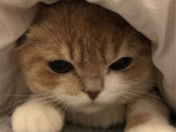 animals-260923