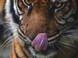 animals-260923