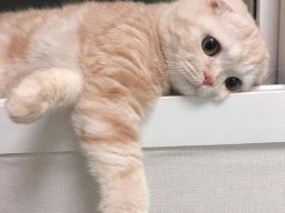 animals-260923