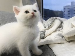 animals-260923