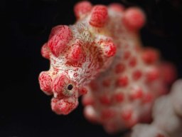 animals-260923
