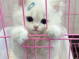 animals-260923