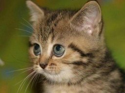 animals-260923
