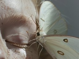 animals-260923