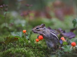 animals-260923