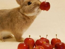 animals-260923