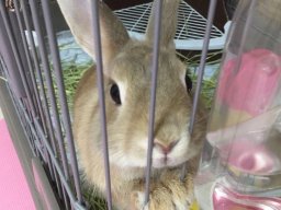 animals-260923