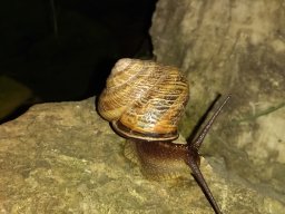 animals-260923