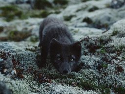animals-260923