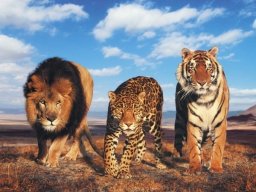 animals-260923