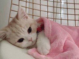 animals-260923