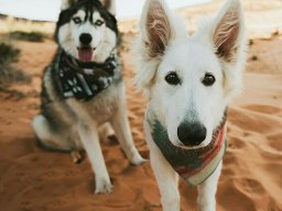 animals-260923