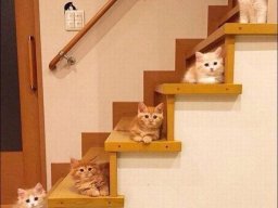 animals-260923