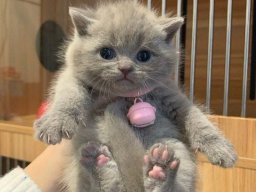 animals-260923