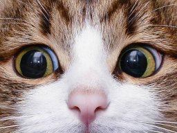 animals-260923