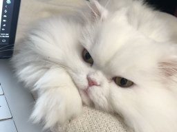 animals-260923