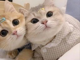 animals-260923