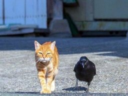 animals-260923