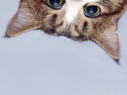 animals-260923
