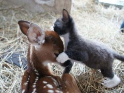 animals-260923