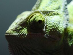 animals-260923