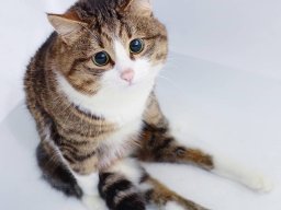 animals-260923