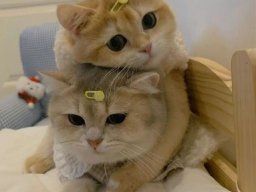 animals-260923