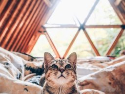 animals-260923