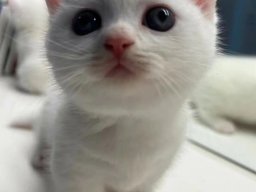 animals-260923