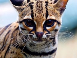 animals-260923