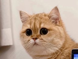 animals-260923