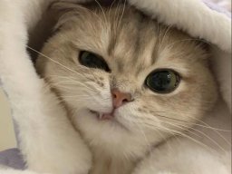 animals-260923