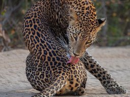 animals-260923