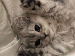 animals-260923