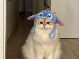 animals-260923