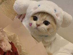 animals-260923
