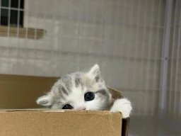 animals-260923