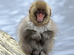 animals-260923