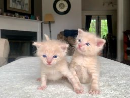 animals-260923