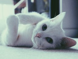 animals-260923