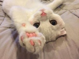 animals-260923