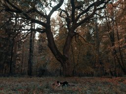 landscape-260923
