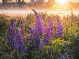 landscape-260923